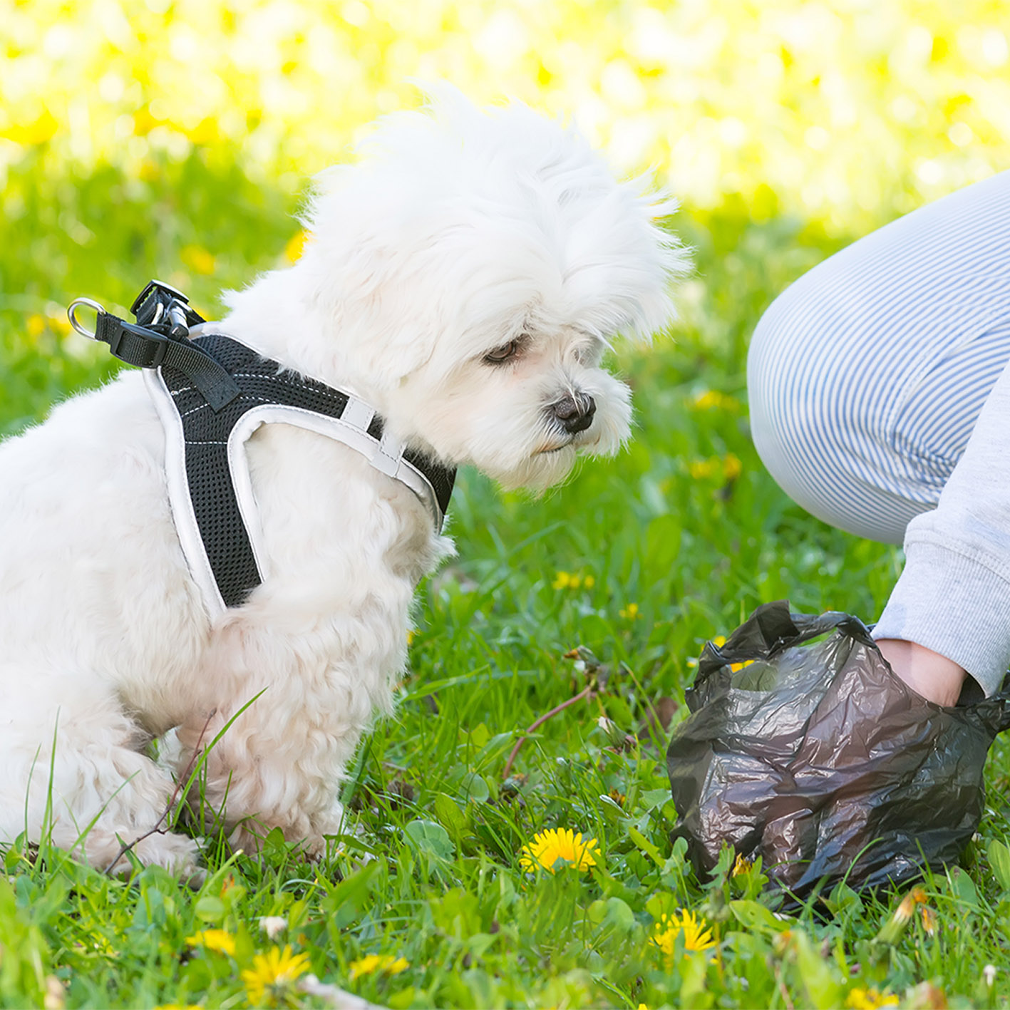 Biobag Compostable Dog Waste Bags Bulk Environmentally Friendly